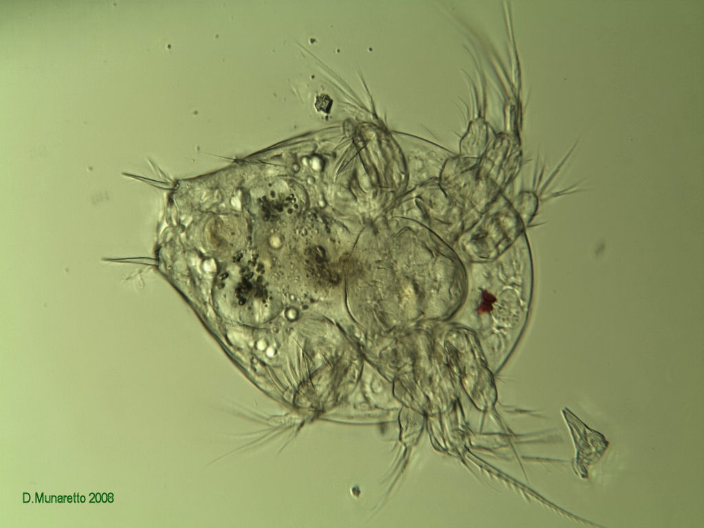 Ancora COPEPODE...